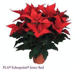 Indoor Outdoor Plants Manufacturer Supplier Wholesale Exporter Importer Buyer Trader Retailer in New Delhi Delhi India